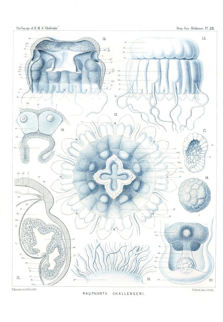 Nauphanta Challengeri 2 Vintage Jellyfish Illustration