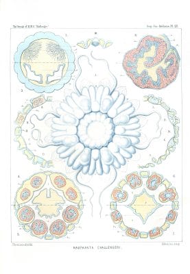 Nauphanta Challengeri Vintage Jellyfish Illustration