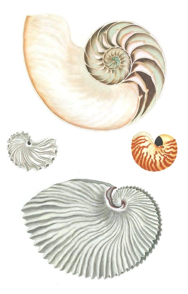 Nautilus Shell 1 Vintage Illustration