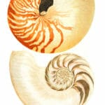 Nautilus Shell
