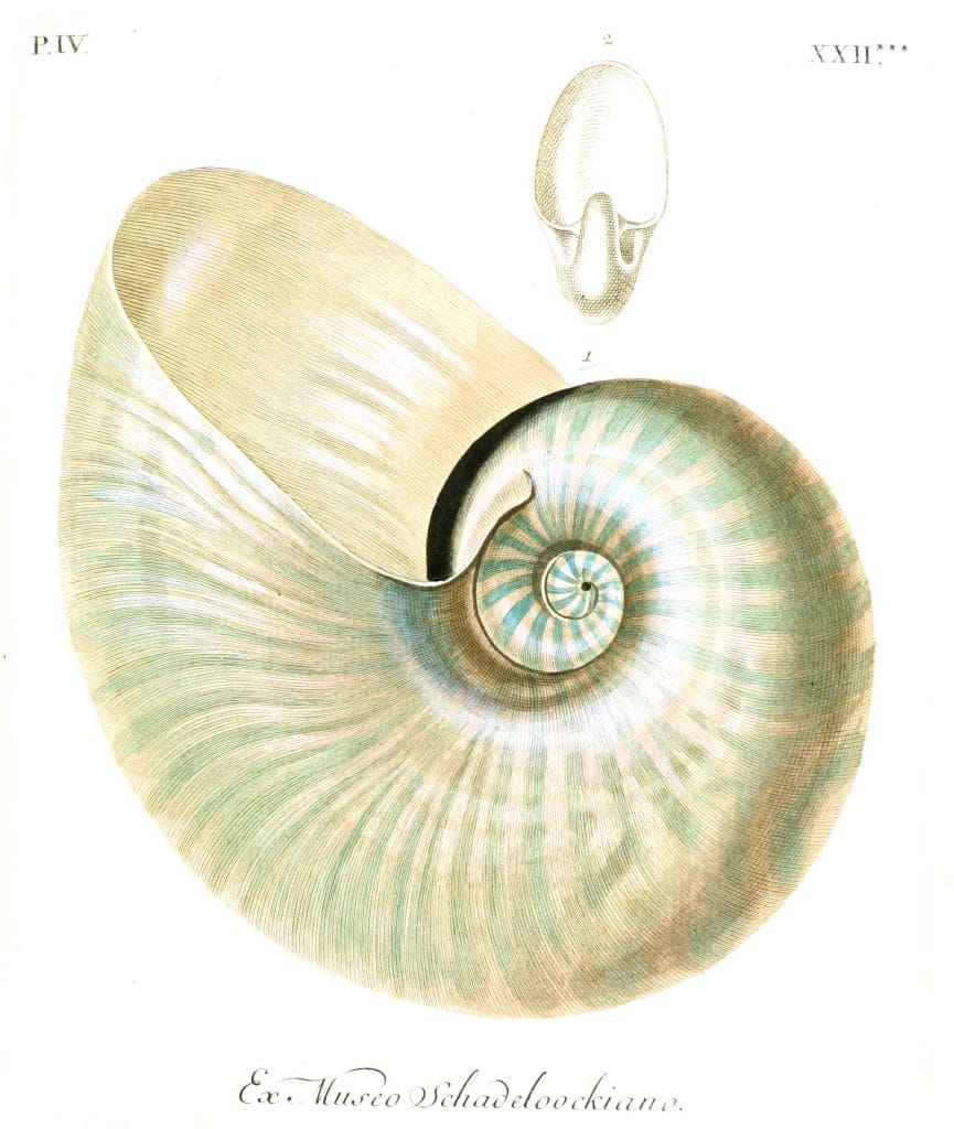 Nautilus Shell 2