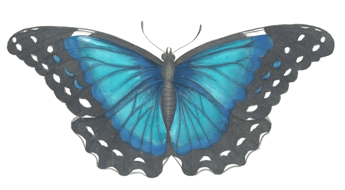 Nestor Butterfly Vintage Illustration