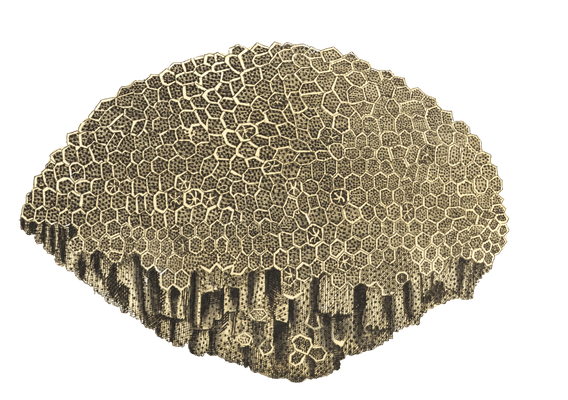 Netted Madrepore Vintage Coral Illustration