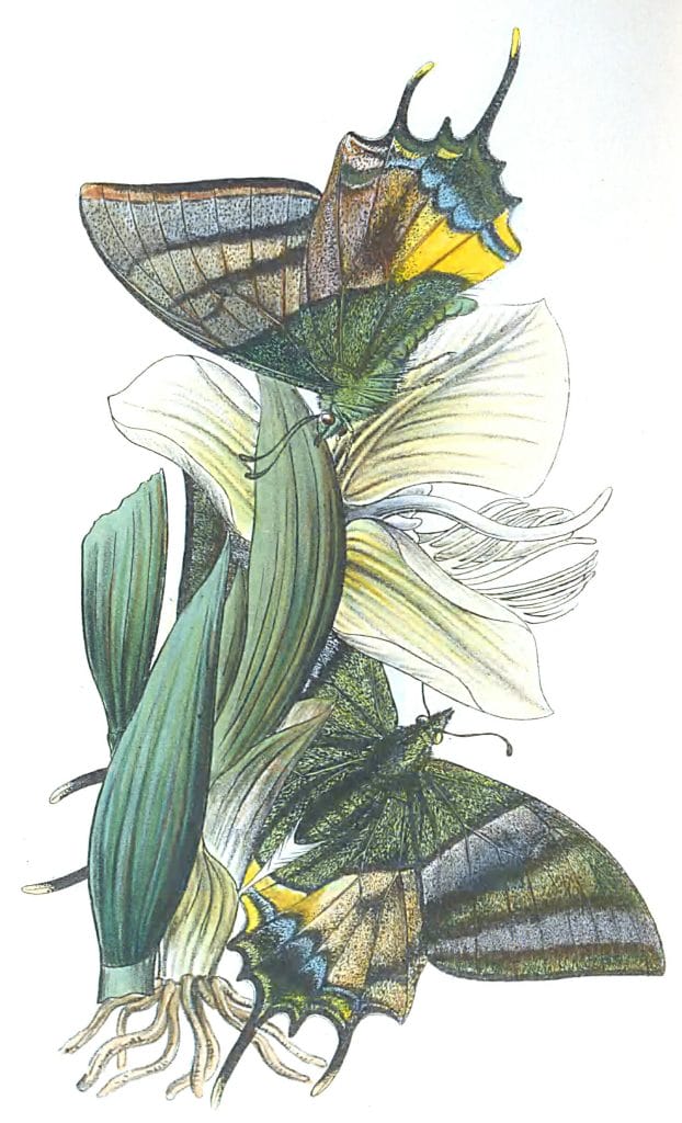 New Genus Of Papilionidae Vintage Illustration
