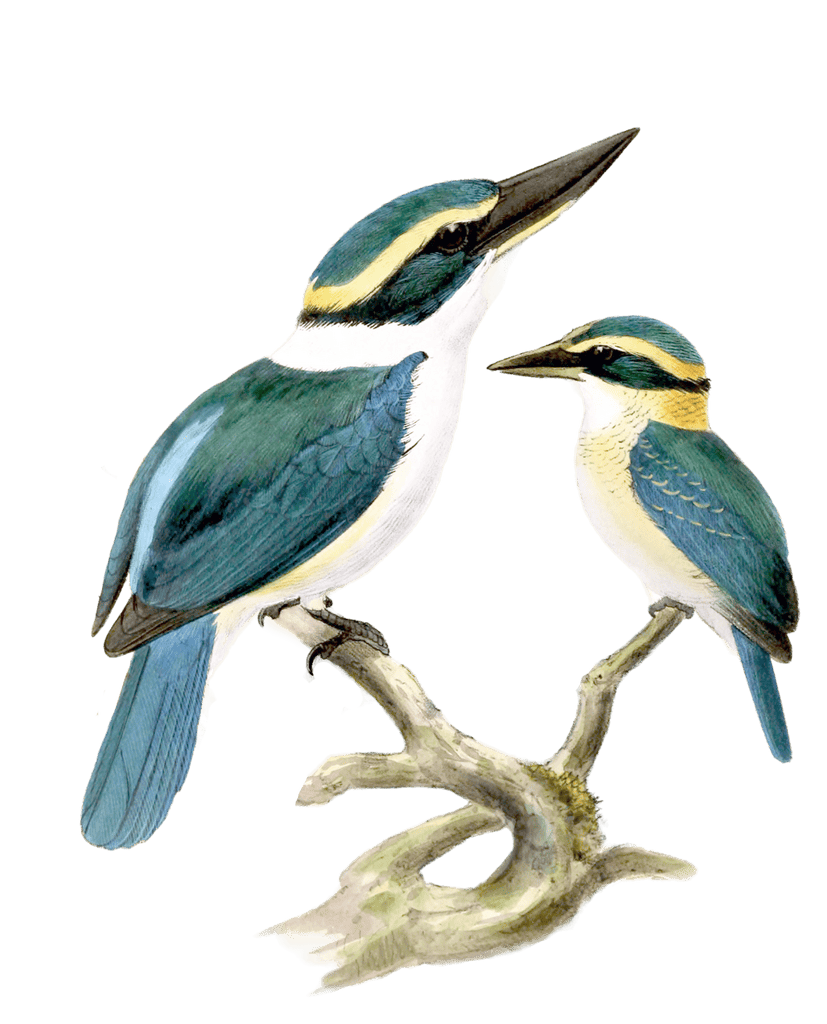 New Herides Kingfisher Bird Vintage Illustration