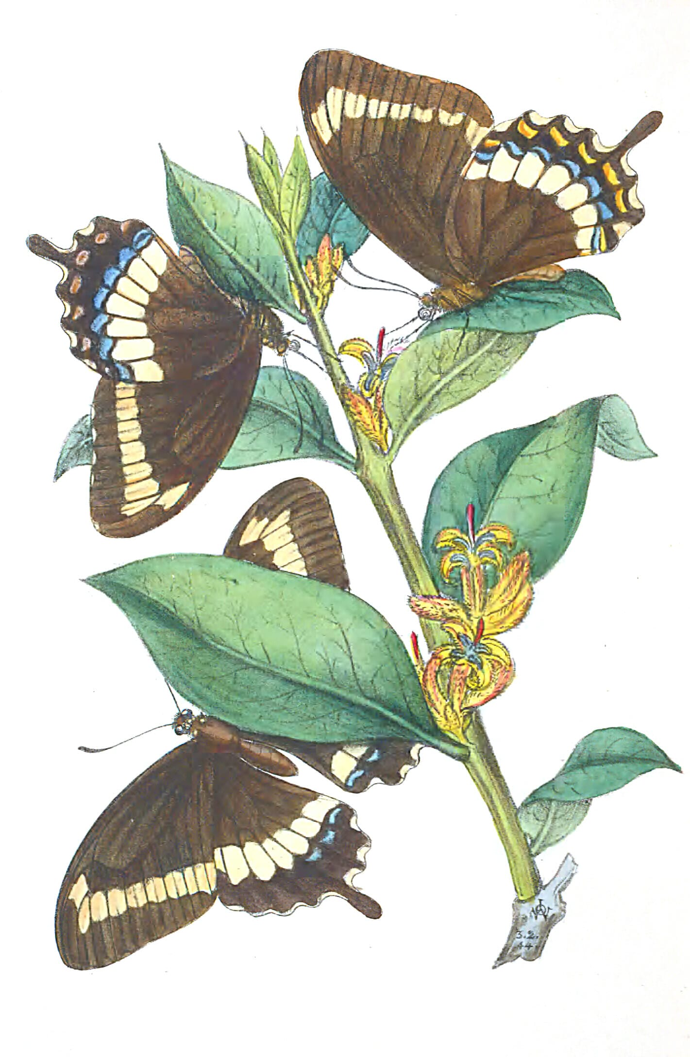 New Species Of Papilio From Melville Vintage Illustration - Free ...