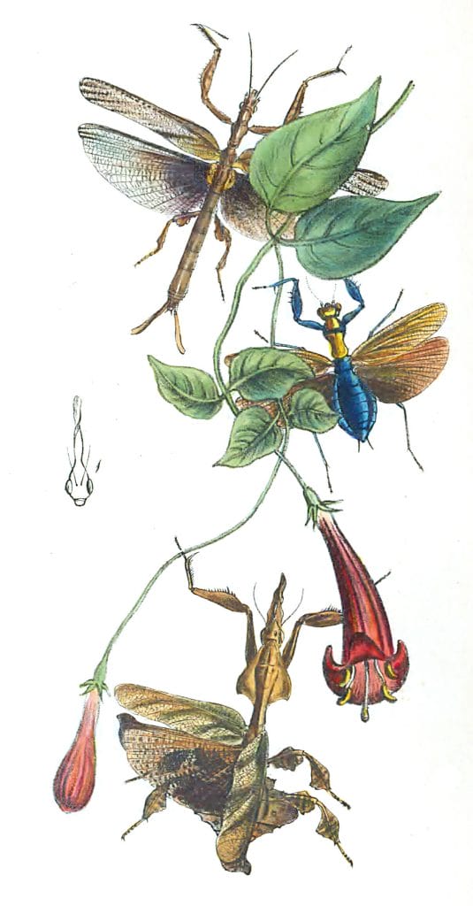 New Species Op Soothsayers Vintage Illustration