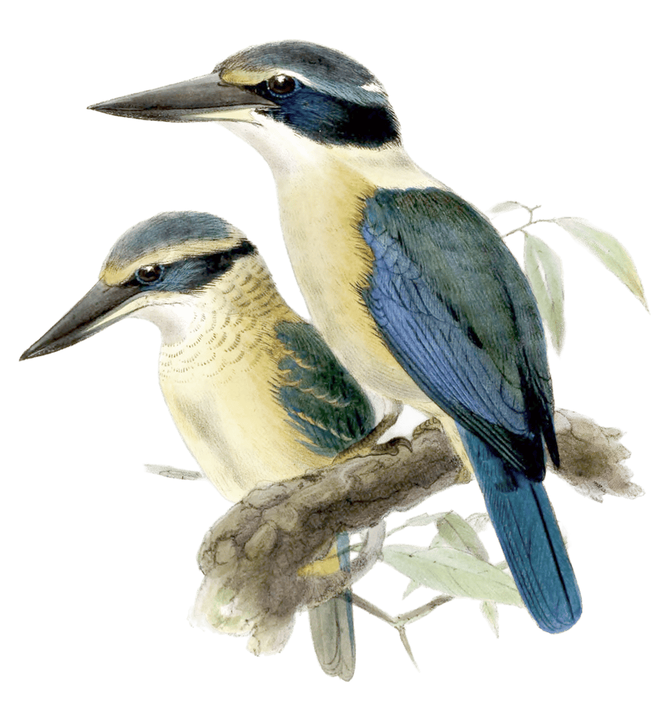 New Zealand Kingfisher Bird Vintage Illustration