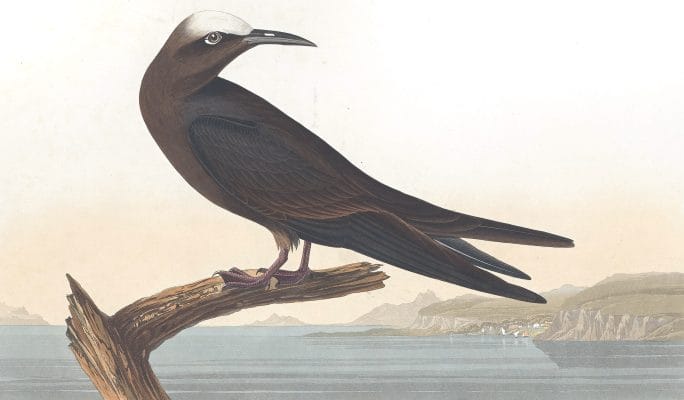 Noddy Tern Bird Vintage Illustrations