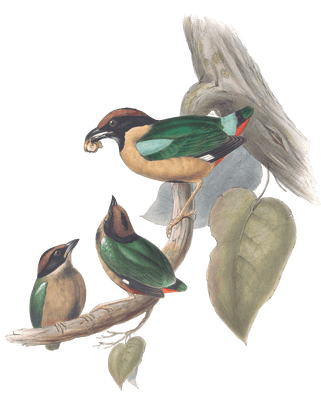 Noisy Pitta Bird Vintage Illustrations