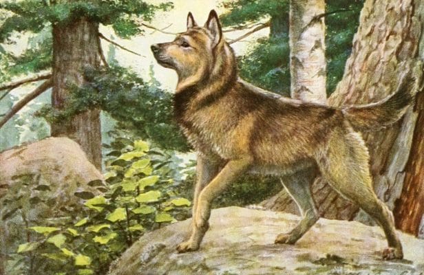 Norwegian Elkhound dog Vintage Illustrations