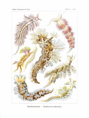 Nudibranchia Vintage Jellyfish Illustration