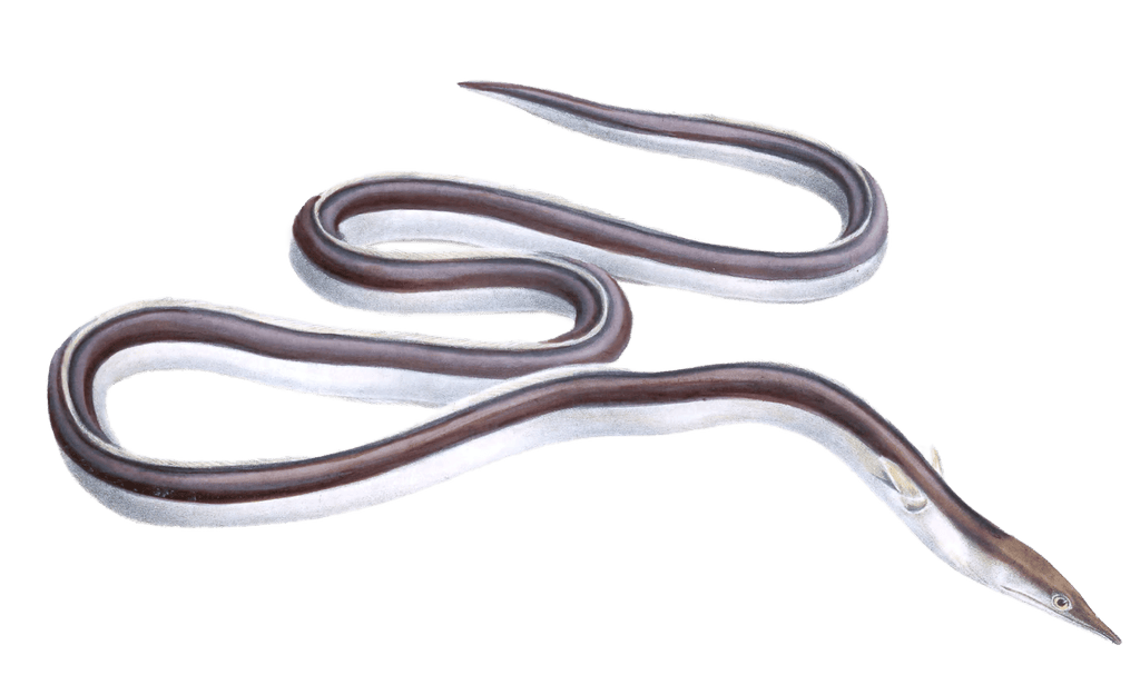Ophisurus serpens eel Leptorhynchus