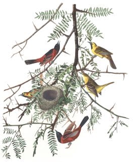 Orchard Oriole Bird Vintage Illustrations