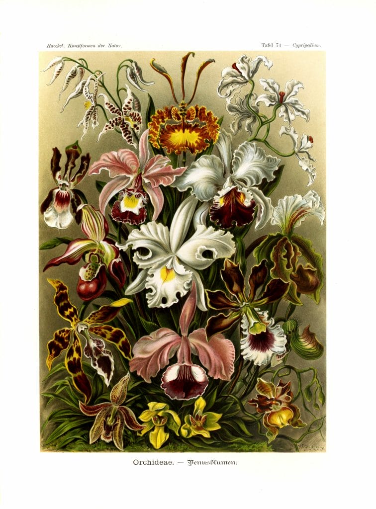 Orchideae Orchids Ernst Haeckel Vintage Flower Illustrations.