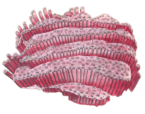 Organ Coral Vintage Coral Illustration