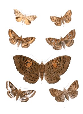 Oxyodes-Scobiculata-Speiredonia-Feducia