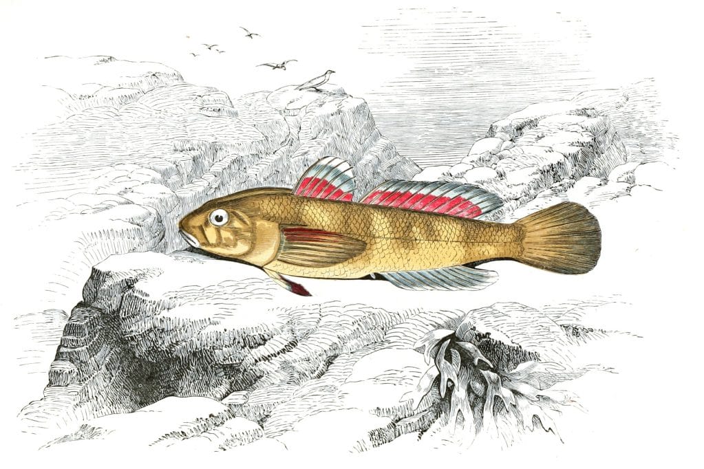 Paganellus Fish Vintage Illustration