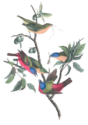 Painted Bunting Bird Vintage Illustrations