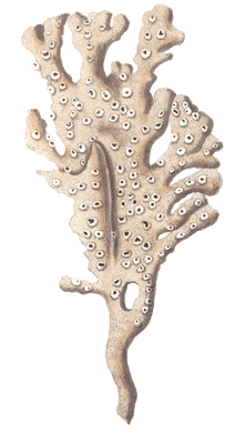 Palmated Sponge Vintage Coral Illustration