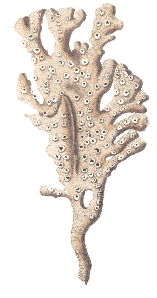 Palmated Sponge Vintage Coral Illustration