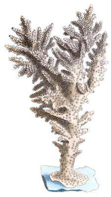 Papilio Adonis Vintage Coral Illustration