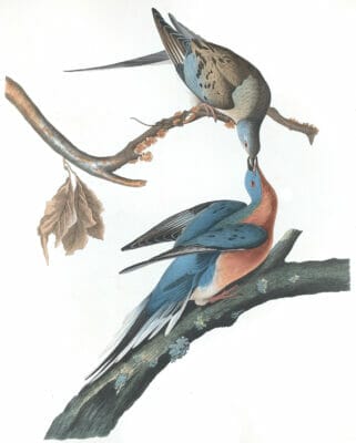 Passenger Pigeon Bird Vintage Illustrations