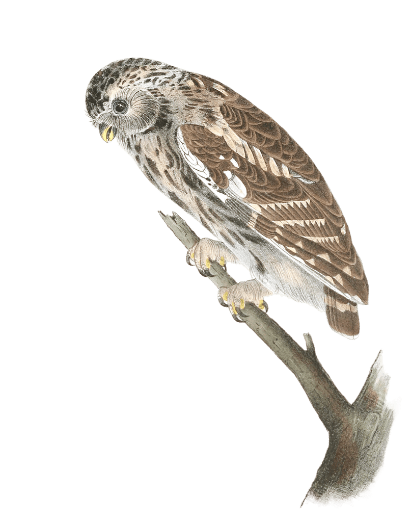 Passerome Day Owl Bird Vintage Illustrations