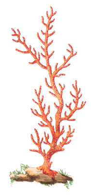 Patulous Gorgonia Vintage Coral Illustration