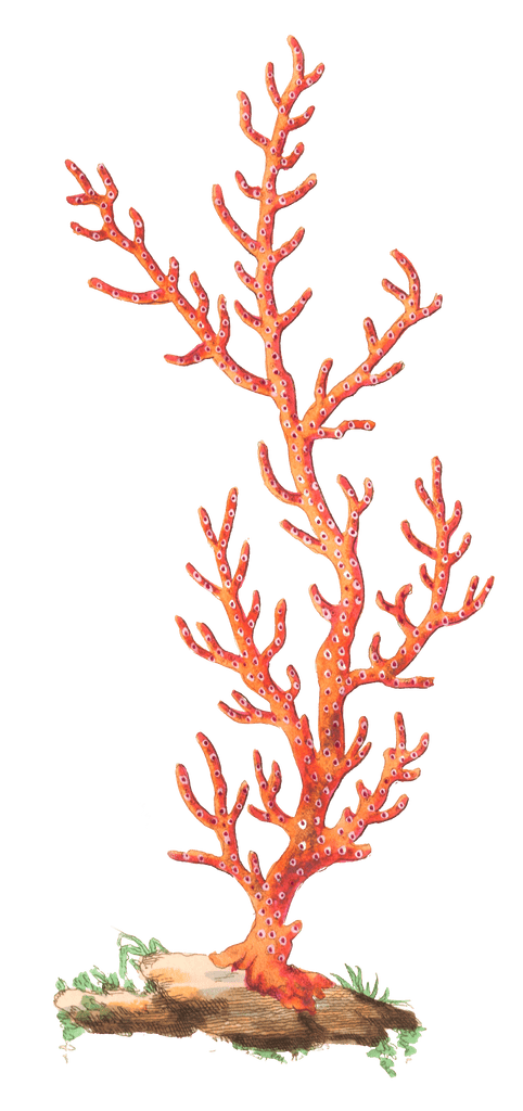 Patulous Gorgonia Vintage Coral Illustration