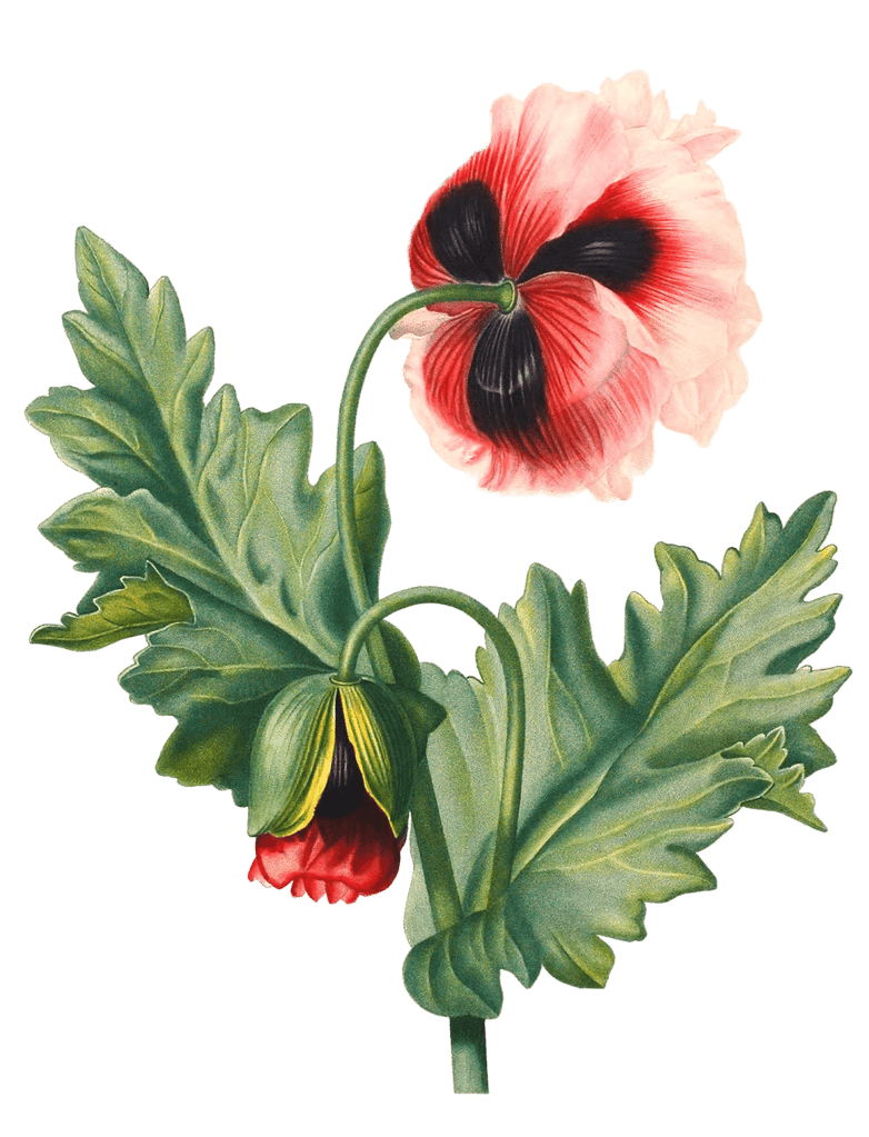 Pavot Poppy Flower Vintage Flower Illustration