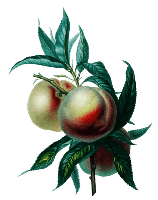 Peach Peche Vintage Fruit Illustration