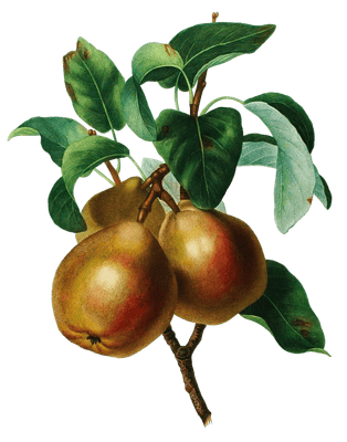 Pear Poires Vintage Fruit Illustration