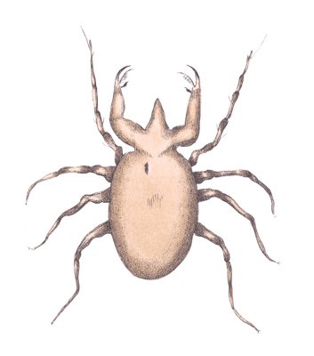 Pectinated Mite Vintage Insect Illustration
