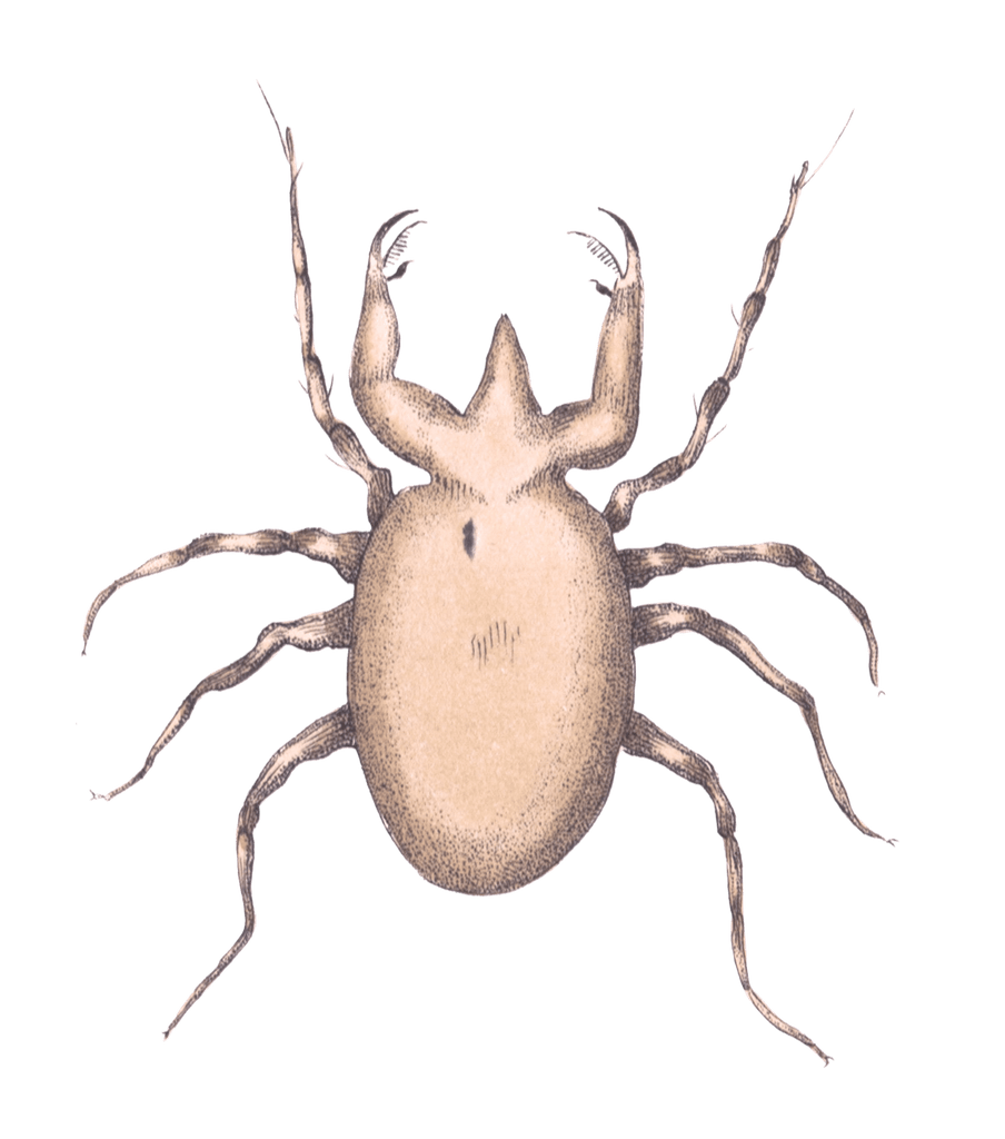Pectinated Mite Vintage Insect Illustration