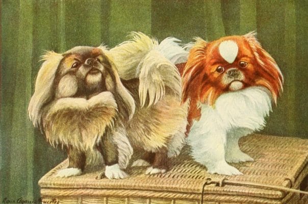 Pekingese Dogs Vintage Illustrations