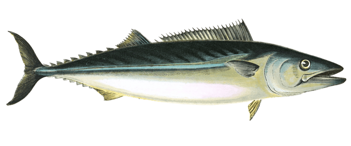Pelamid Fish Vintage Illustration
