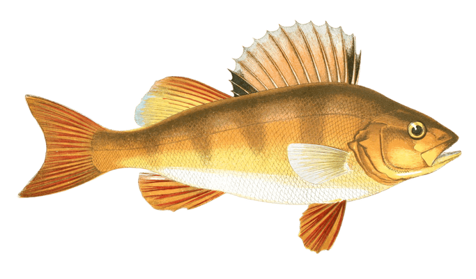 Perch fish Vintage Illustration