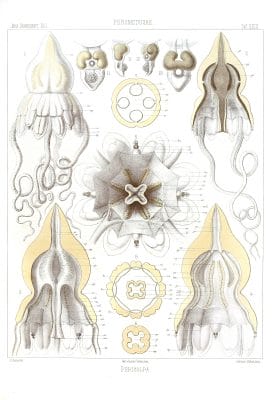 Pericolpa Vintage Jellyfish Illustration