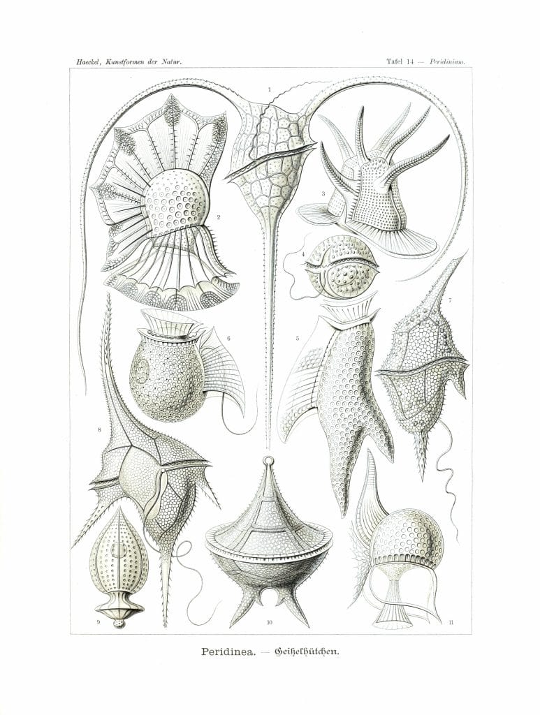 Peridinea Vintage Jellyfish Illustration