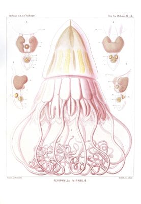 Periphylla Mirabilis Vintage Jellyfish Illustration