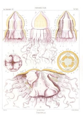 Periphylla Vintage Jellyfish Illustration
