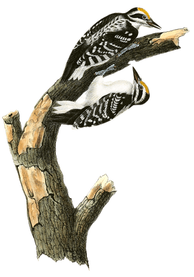 Philleps Woodpecker Bird Vintage Illustrations