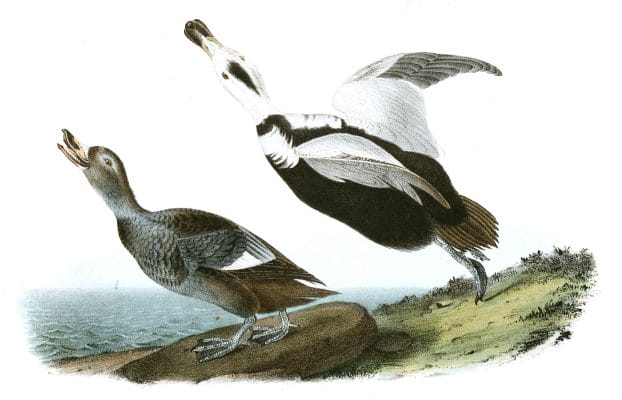 Pied Duck Bird Vintage Illustrations