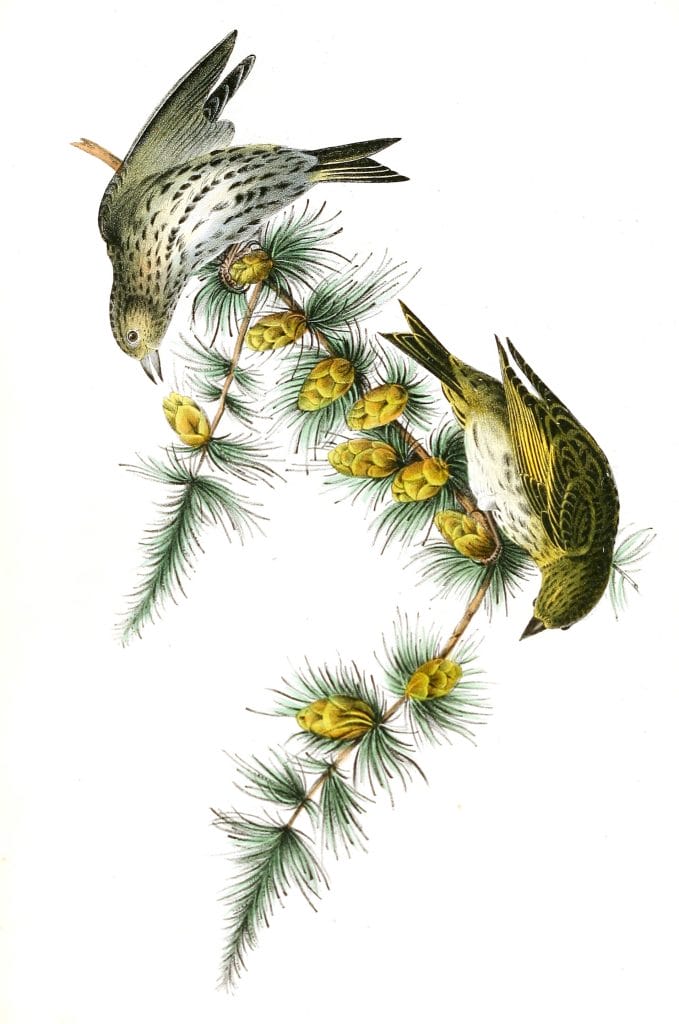 Pine Linnet Bird Vintage Illustrations