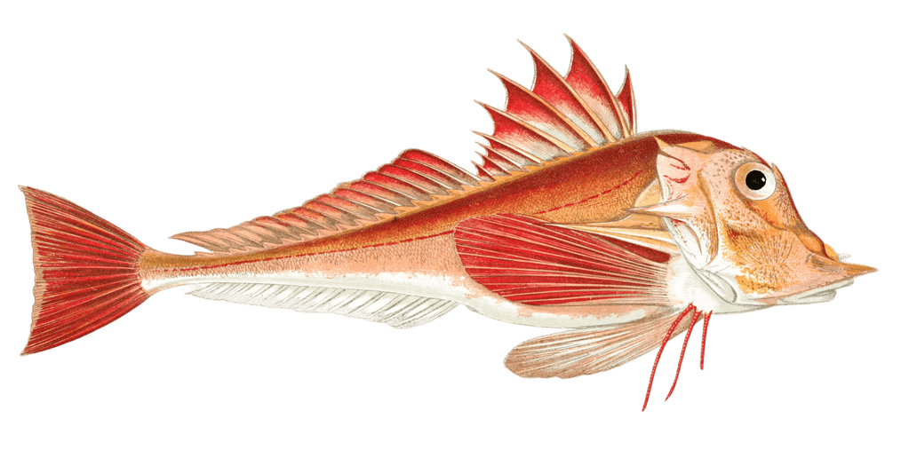 Piper Fish Vintage Illustration