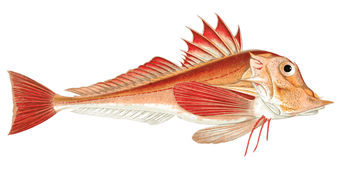 Piper Fish Vintage Illustration