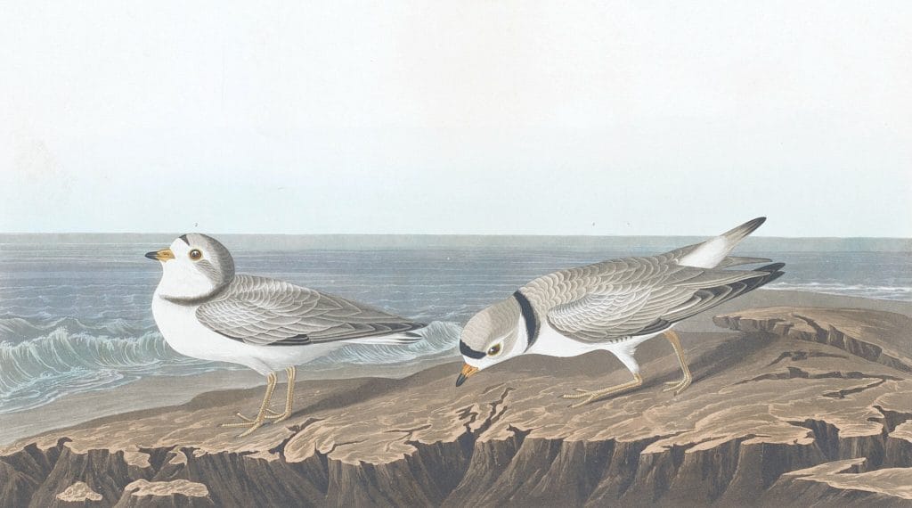 Piping Plover Bird Vintage Illustrations