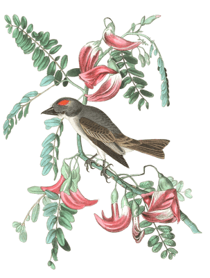 Pipiry Flycatcher Bird Vintage Illustrations