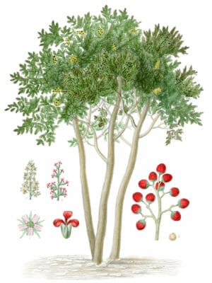 Pistacia-terebinthus-terebinthe